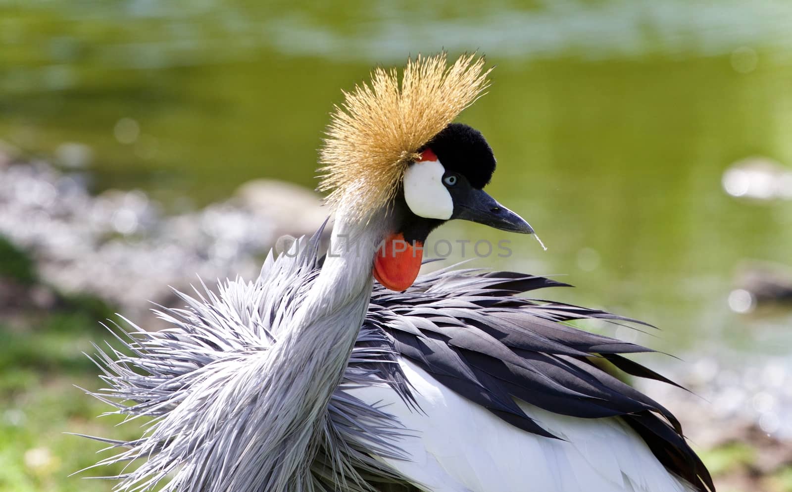 Photo of an east African crowned crane near a lake