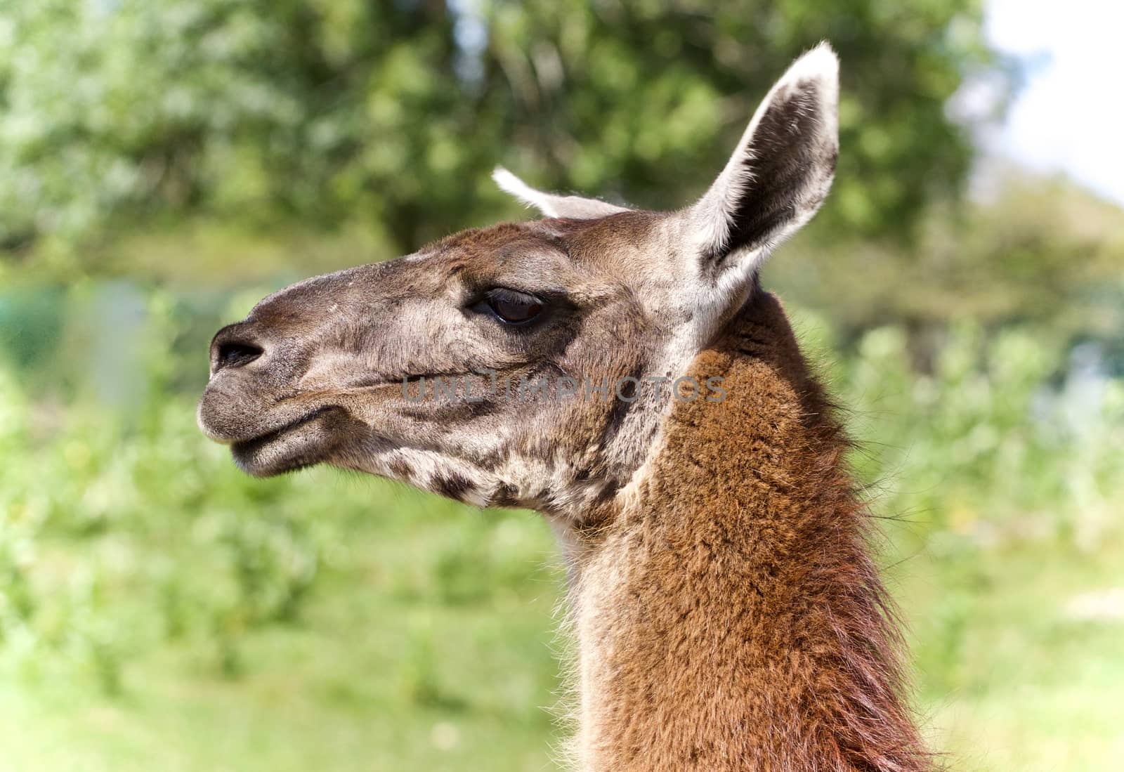 Photo of a llama standing awake on a field