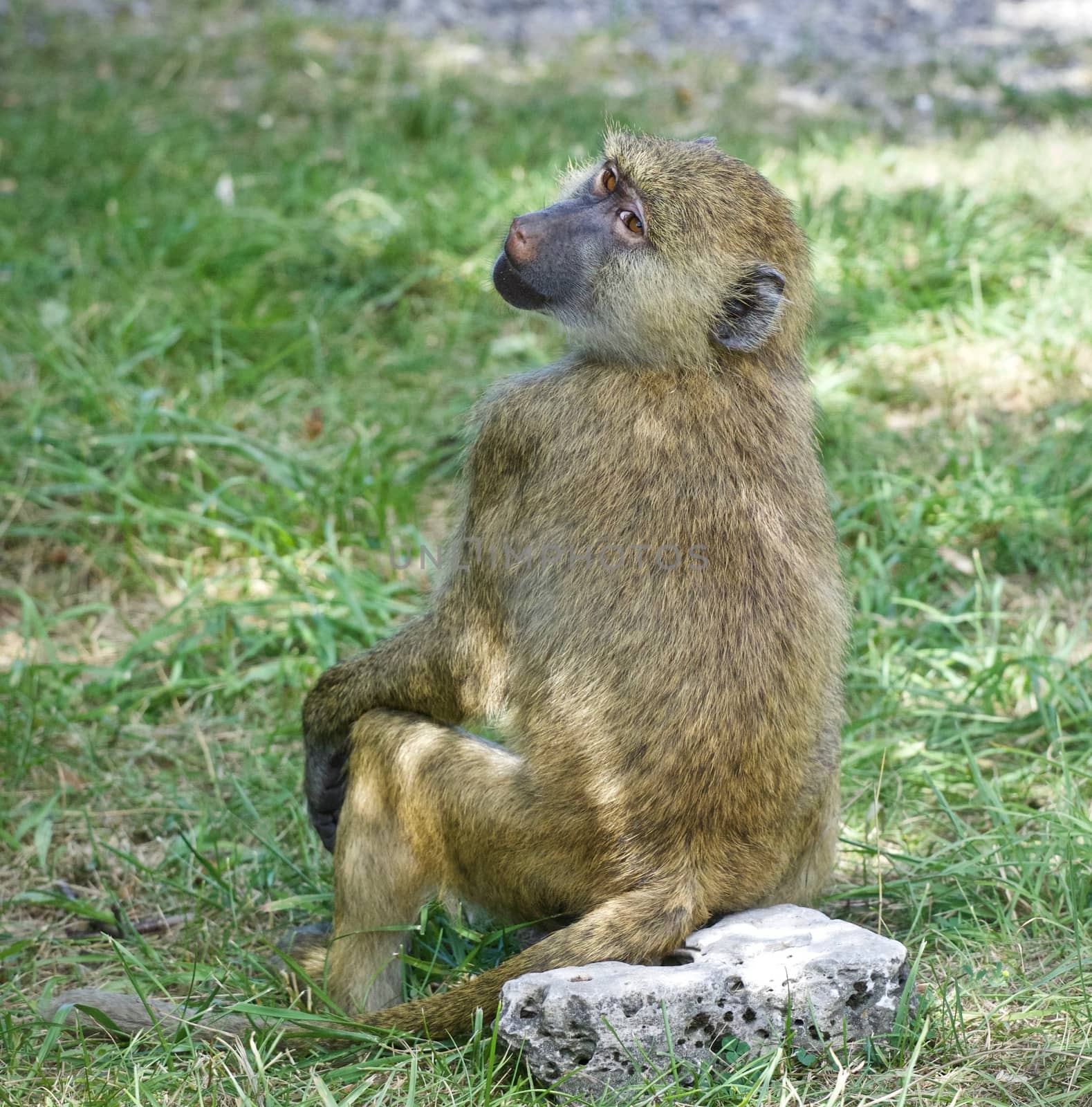 Isolated photo of a funny baboon looking aside by teo