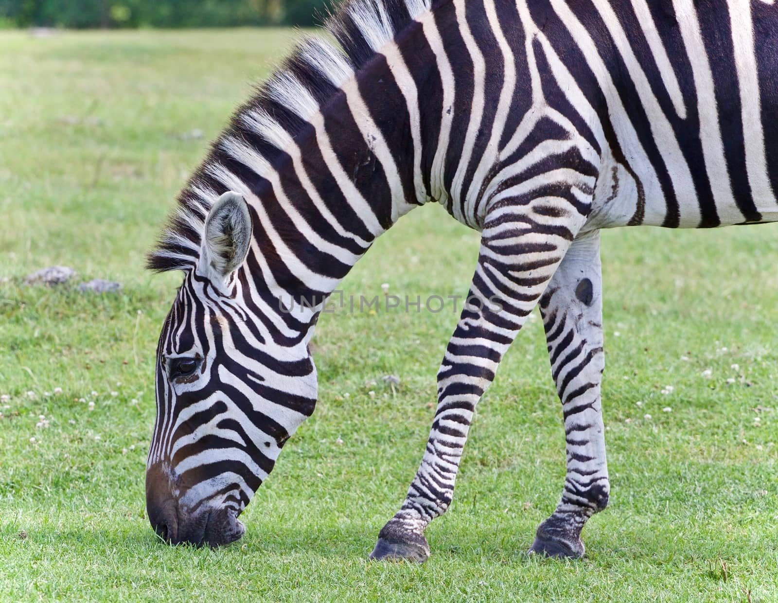 Isolated image of a zebra eating the grass by teo