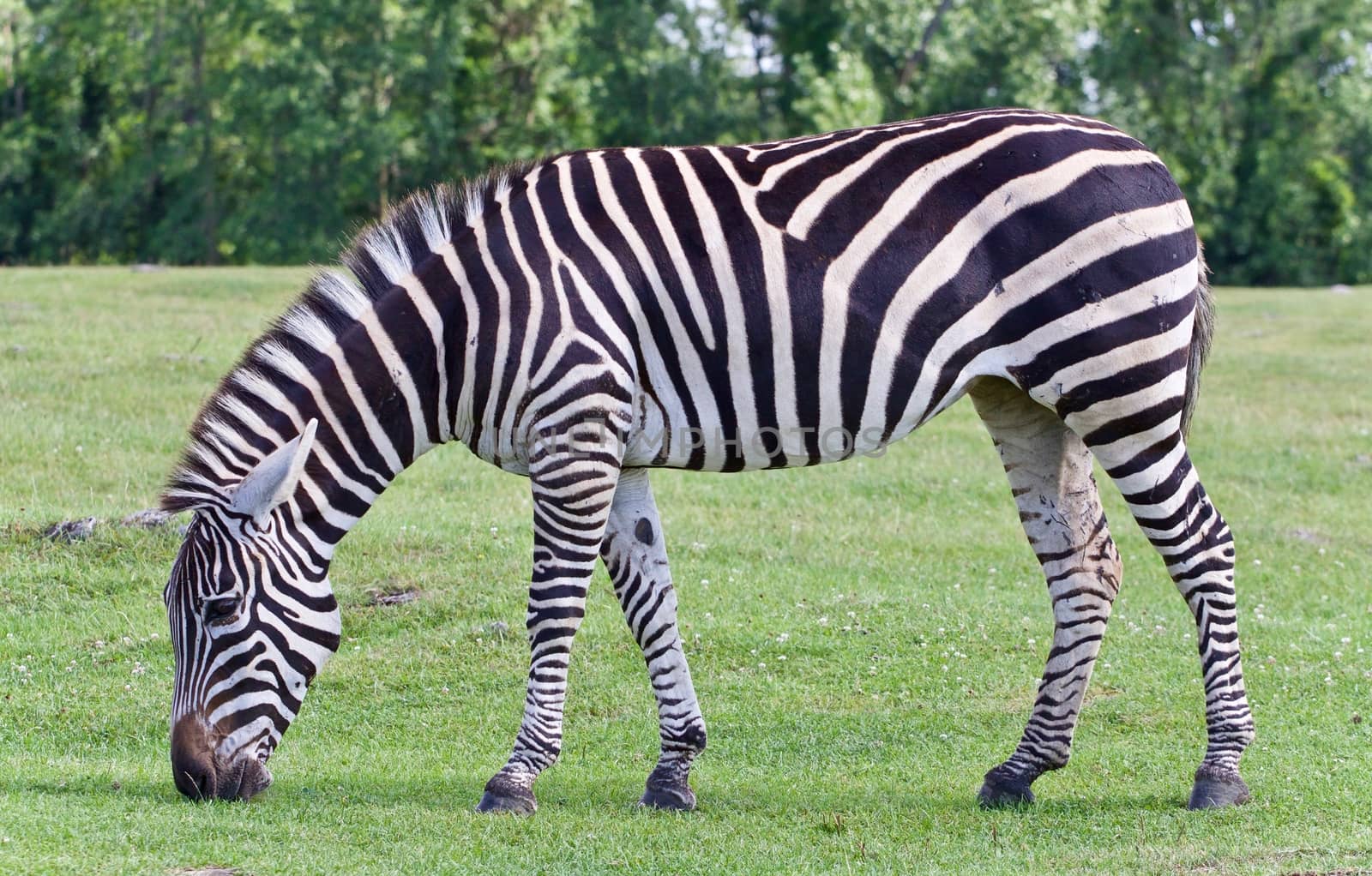 Image of a zebra eating the grass on a field