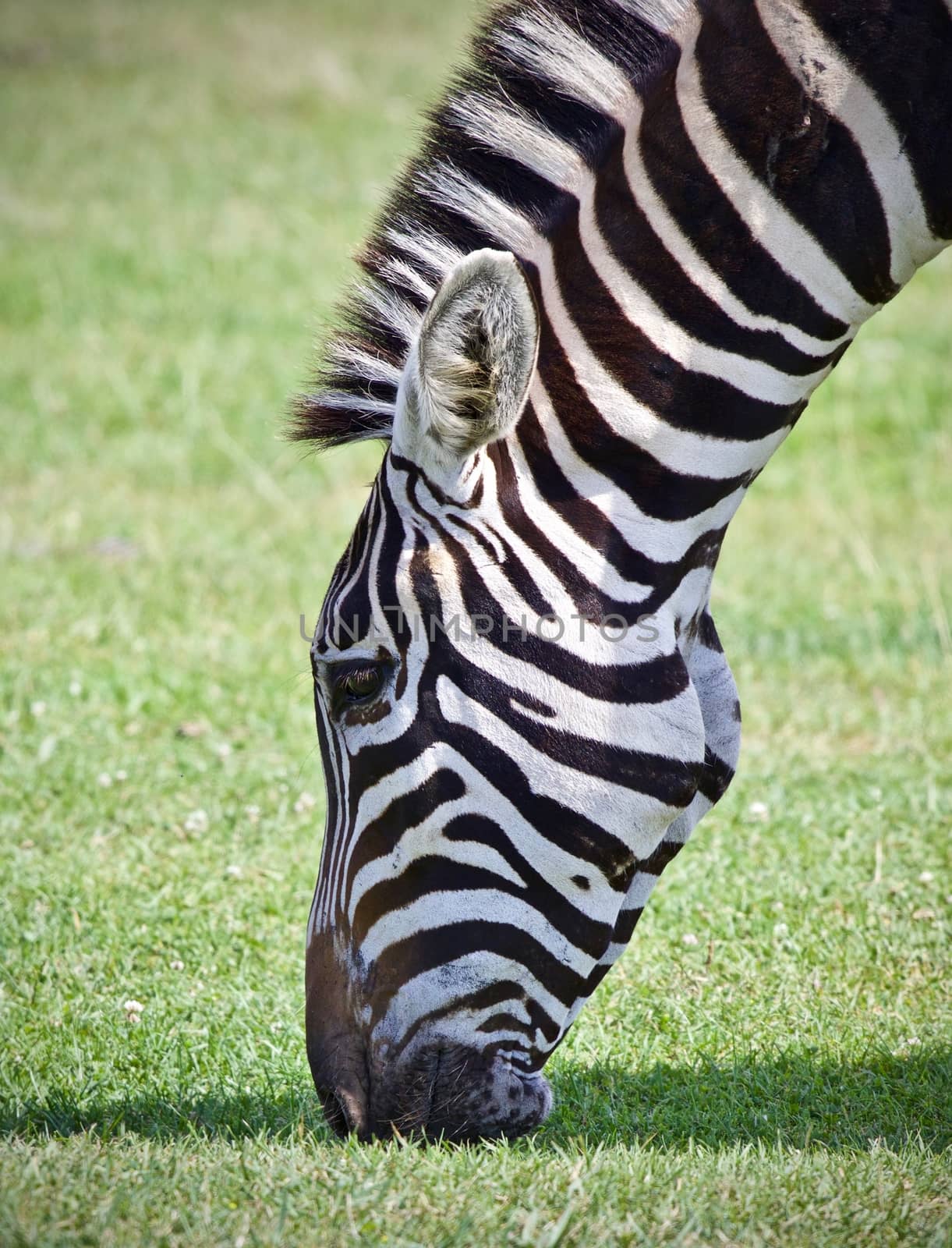 Isolated picture with a zebra eating the grass