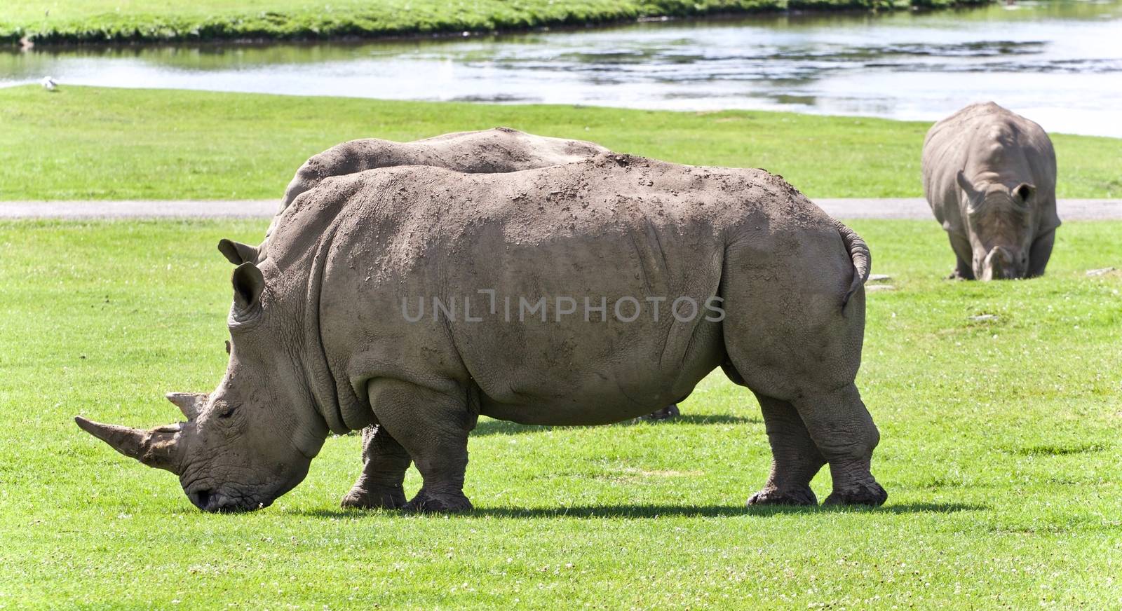 Background with two rhinoceroses eating the grass by teo