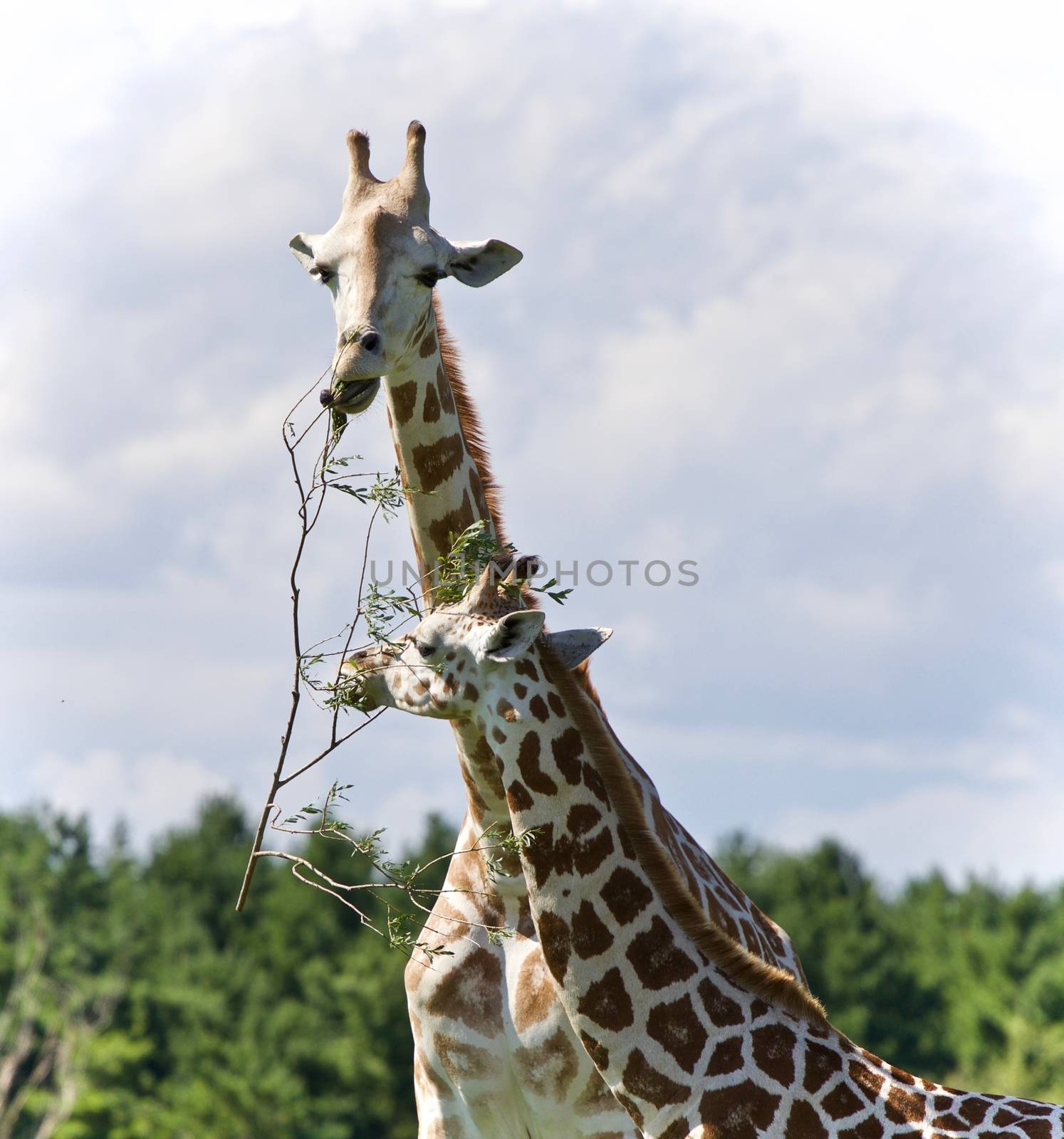 Picture with two cute giraffes eating leaves