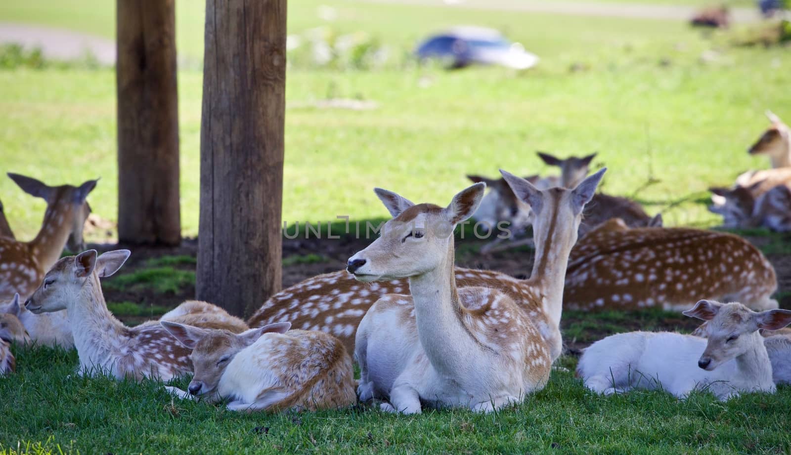 Isolated picture with a group of cute small deer
