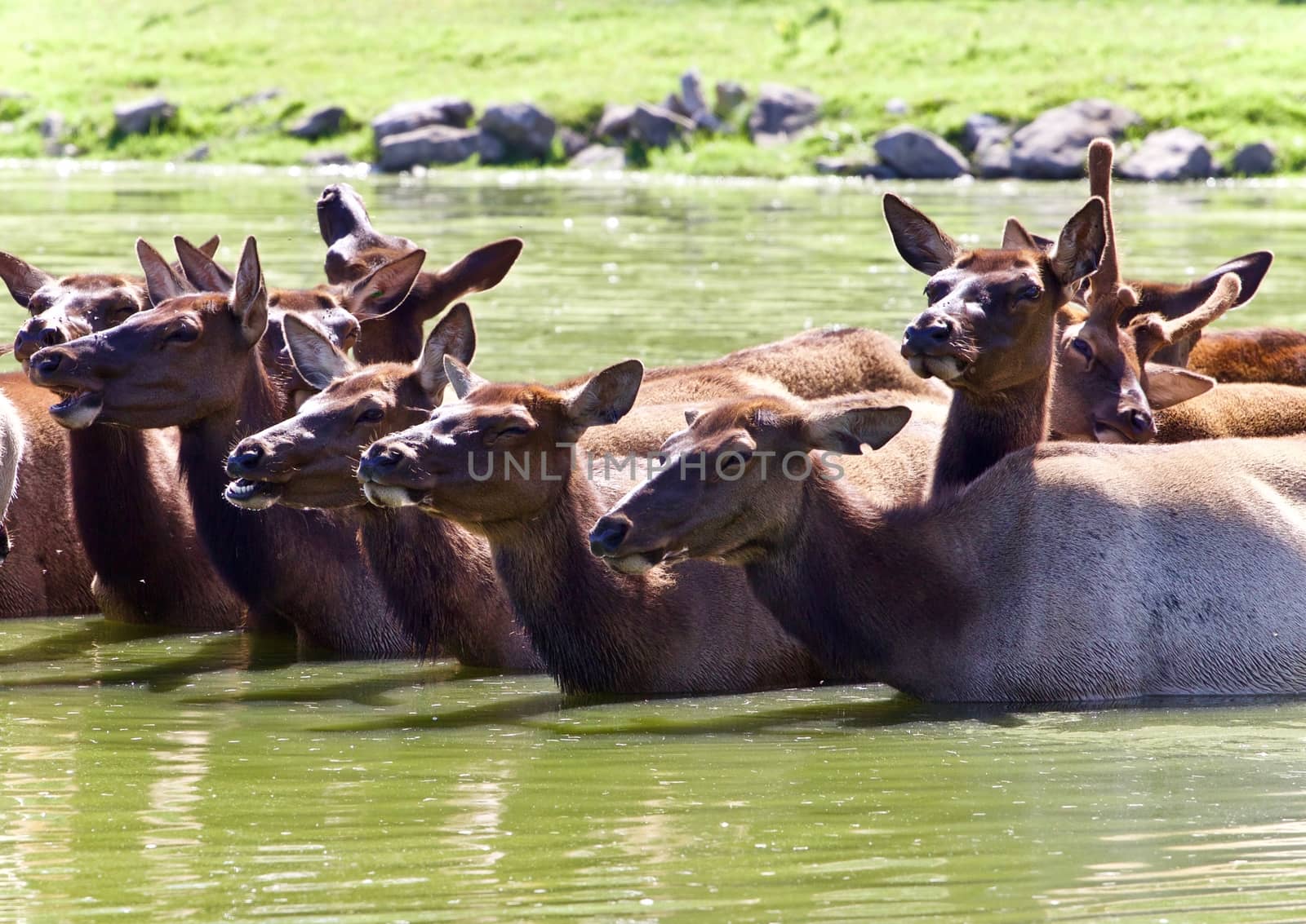 Image of a swarm of antelopes swimming together by teo