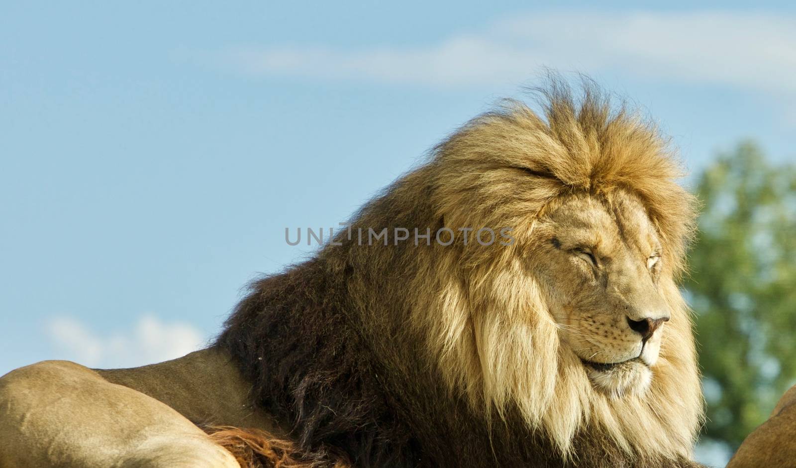 Isolated image of two lions laying together