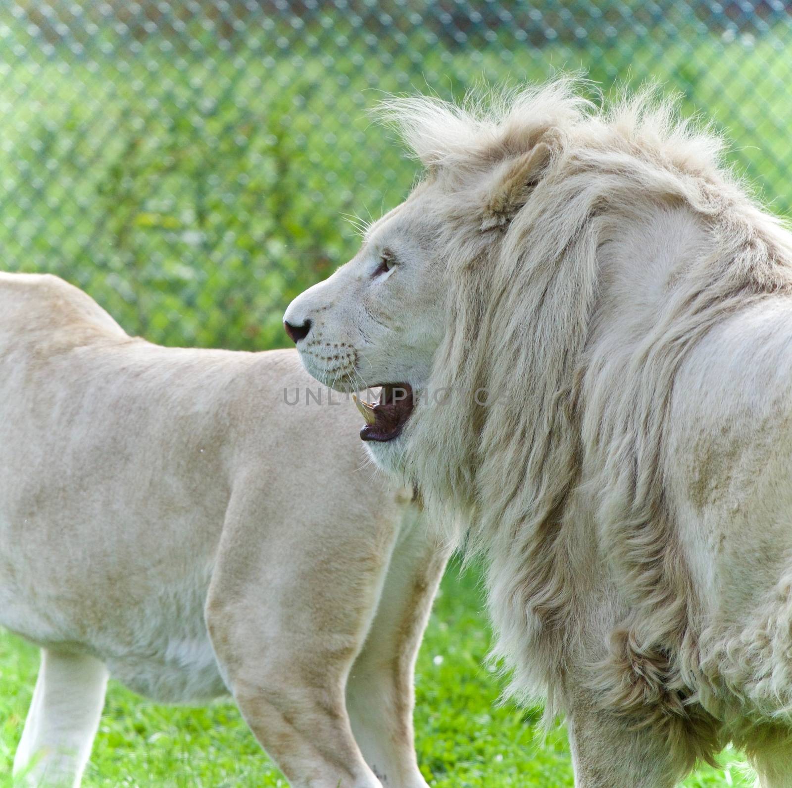 Beautiful photo of two white lions laying together by teo