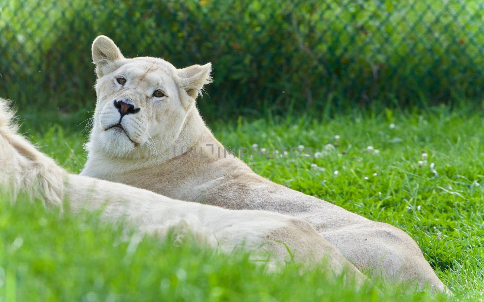 Photo of a pair of white lions laying together