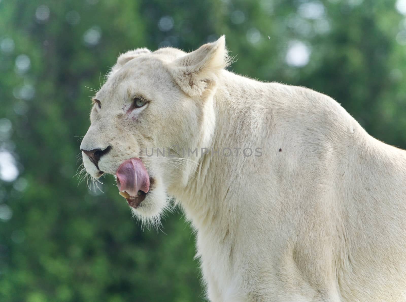 Isolated photo of a scary white lion screaming