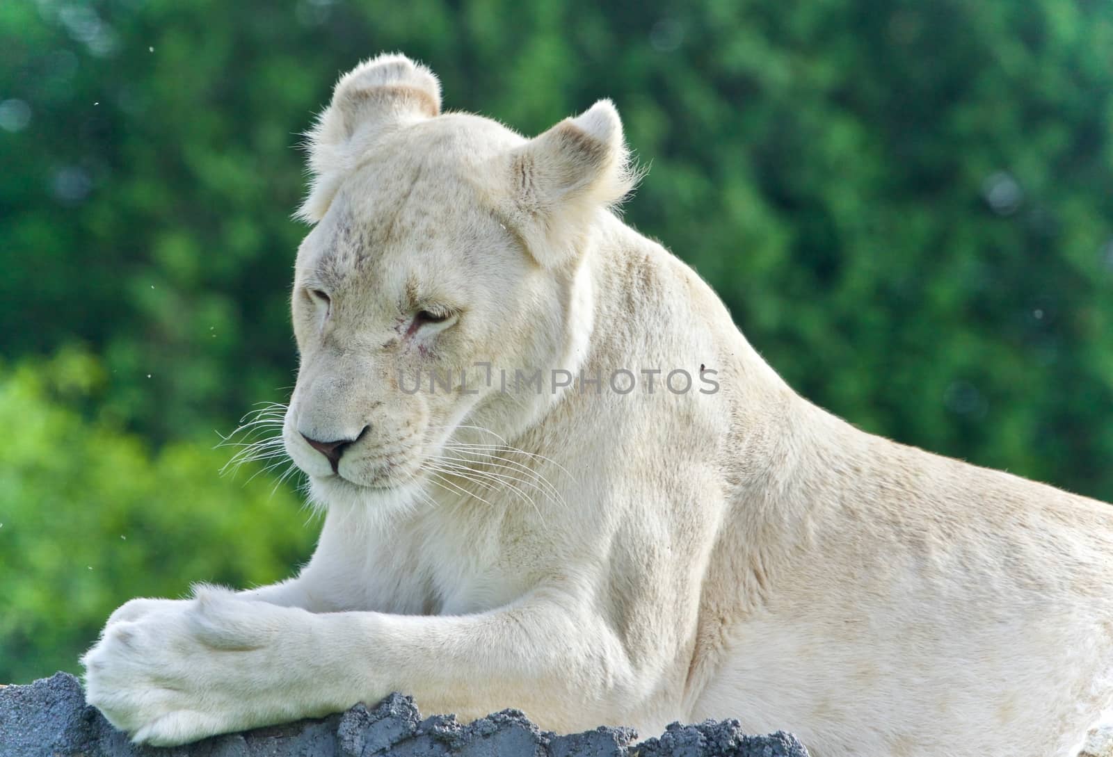 Image of a funny white lion trying not to sleep by teo