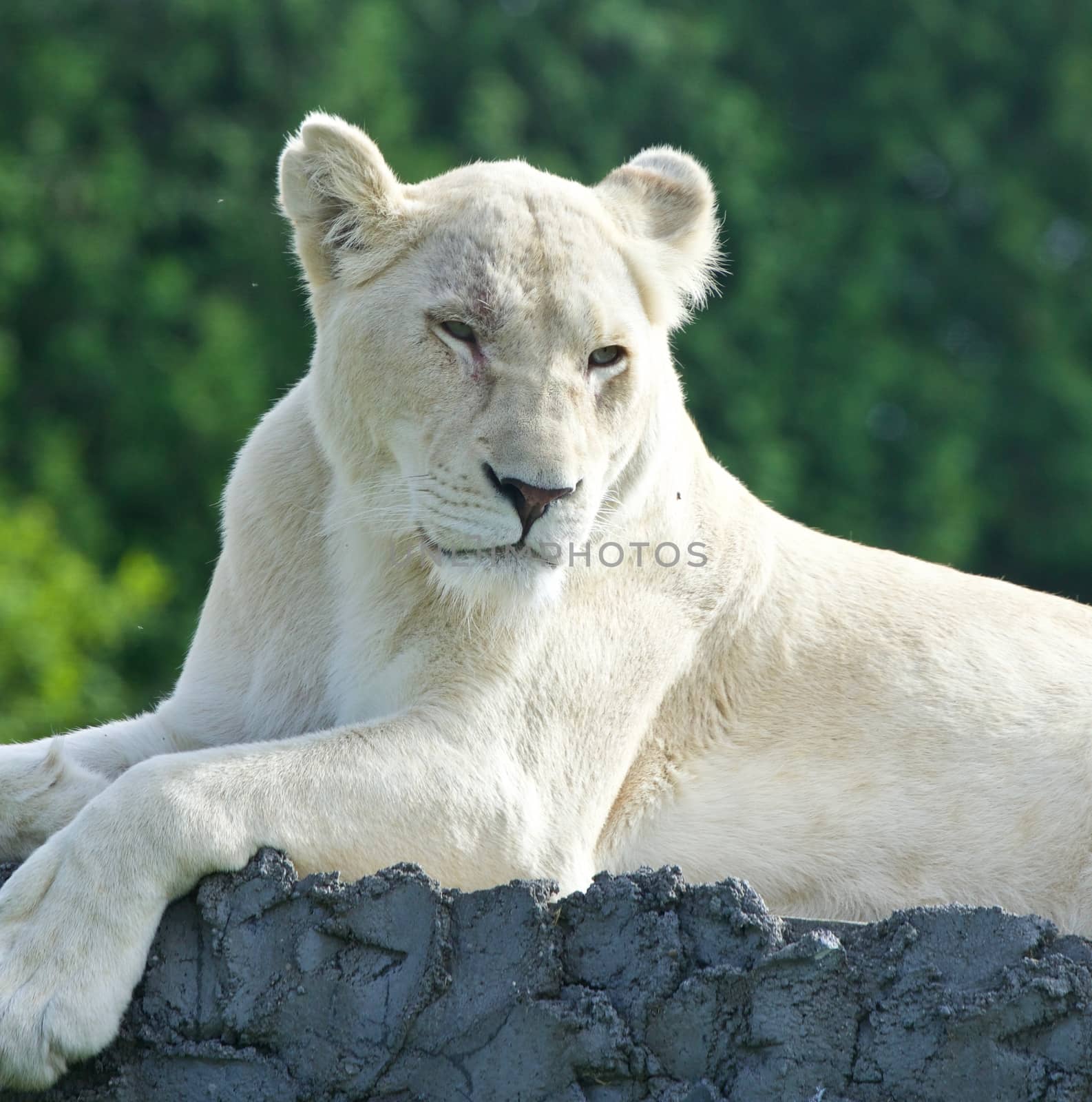 Image of a white lion looking aside in a field by teo