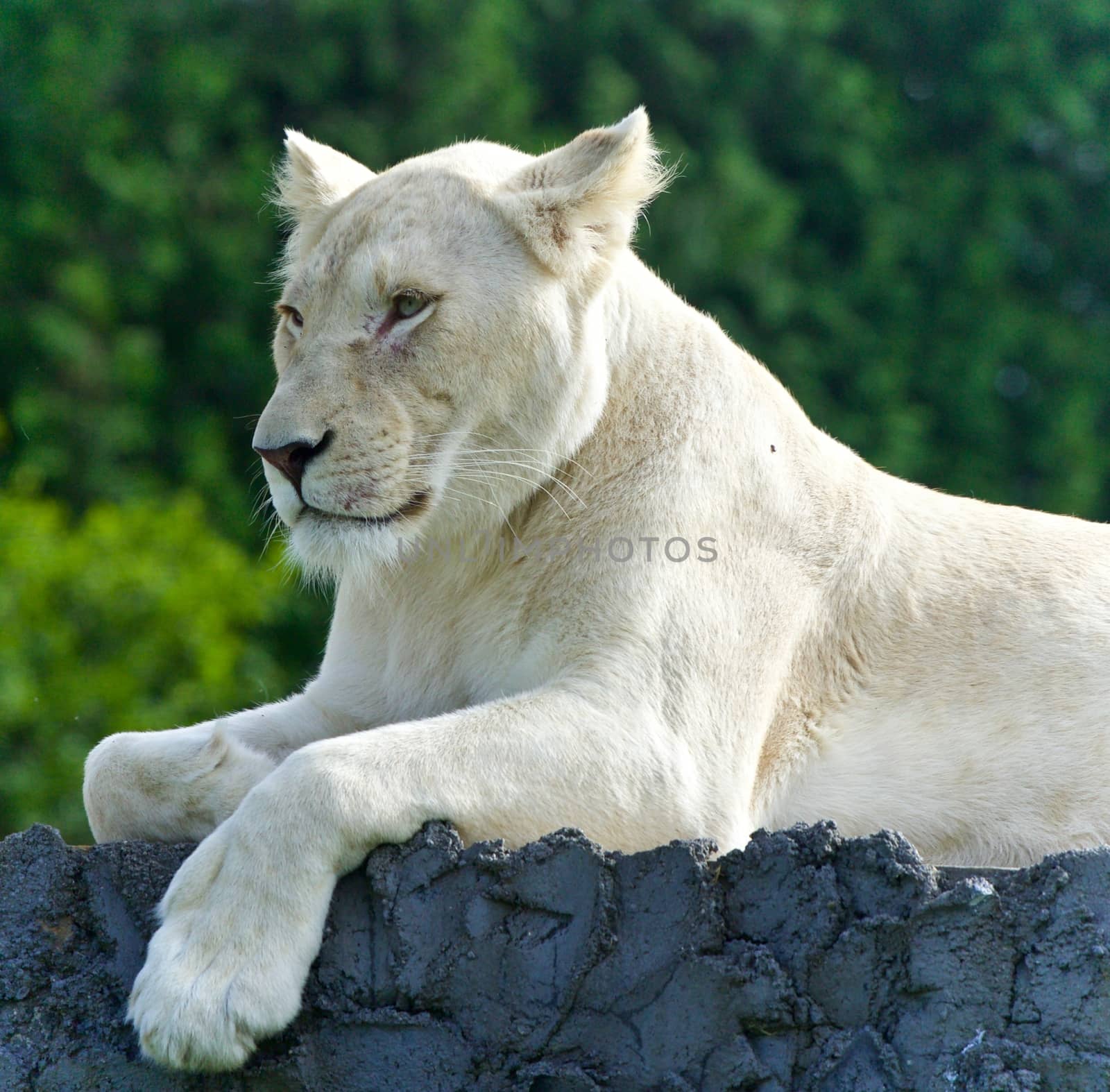 Image of a funny white lion trying not to sleep