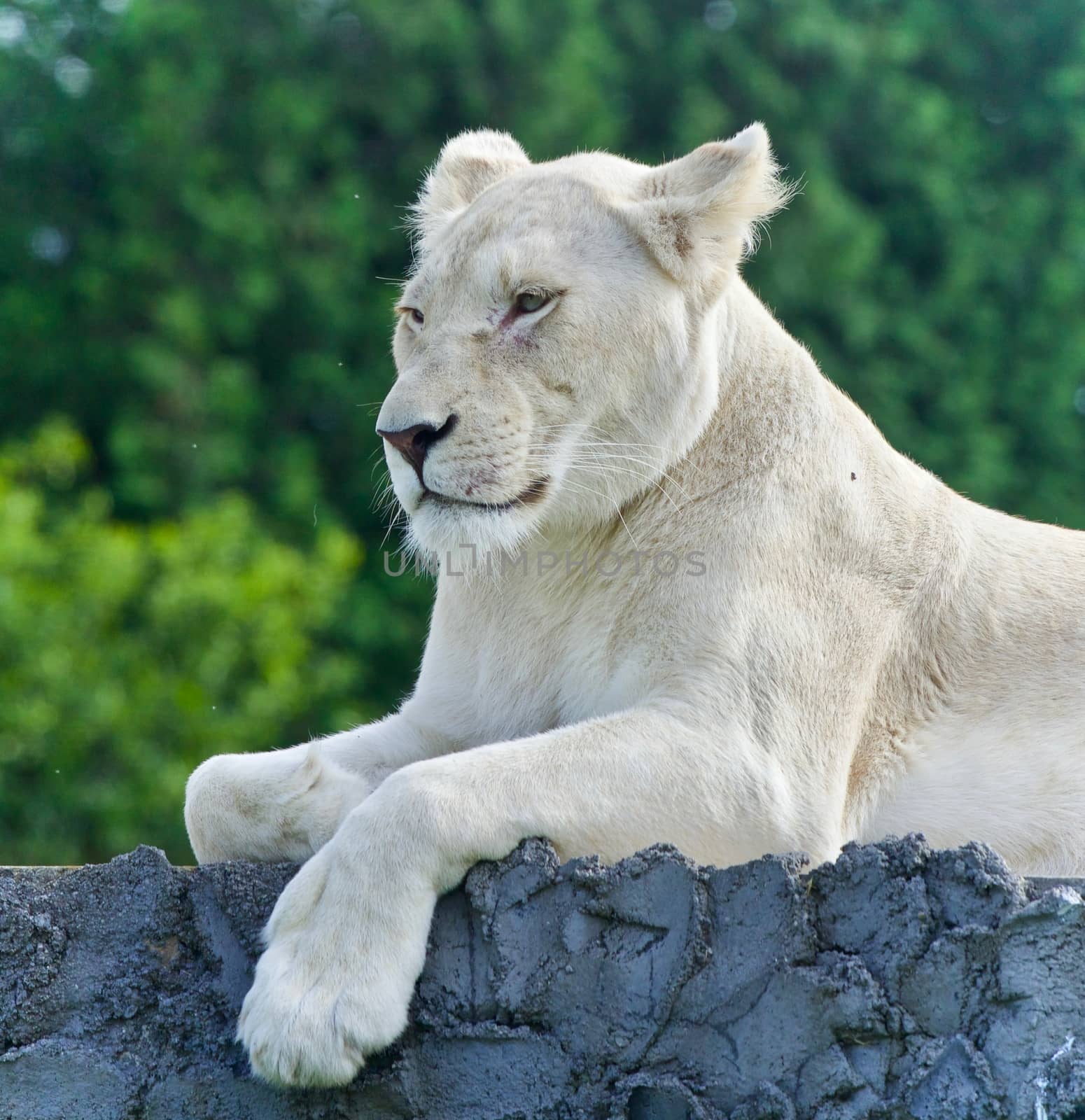 Isolated image of a white lion looking aside