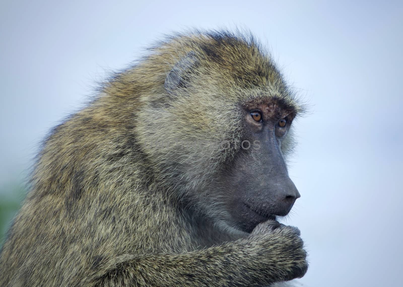 Photo of a funny baboon looking aside in a field by teo