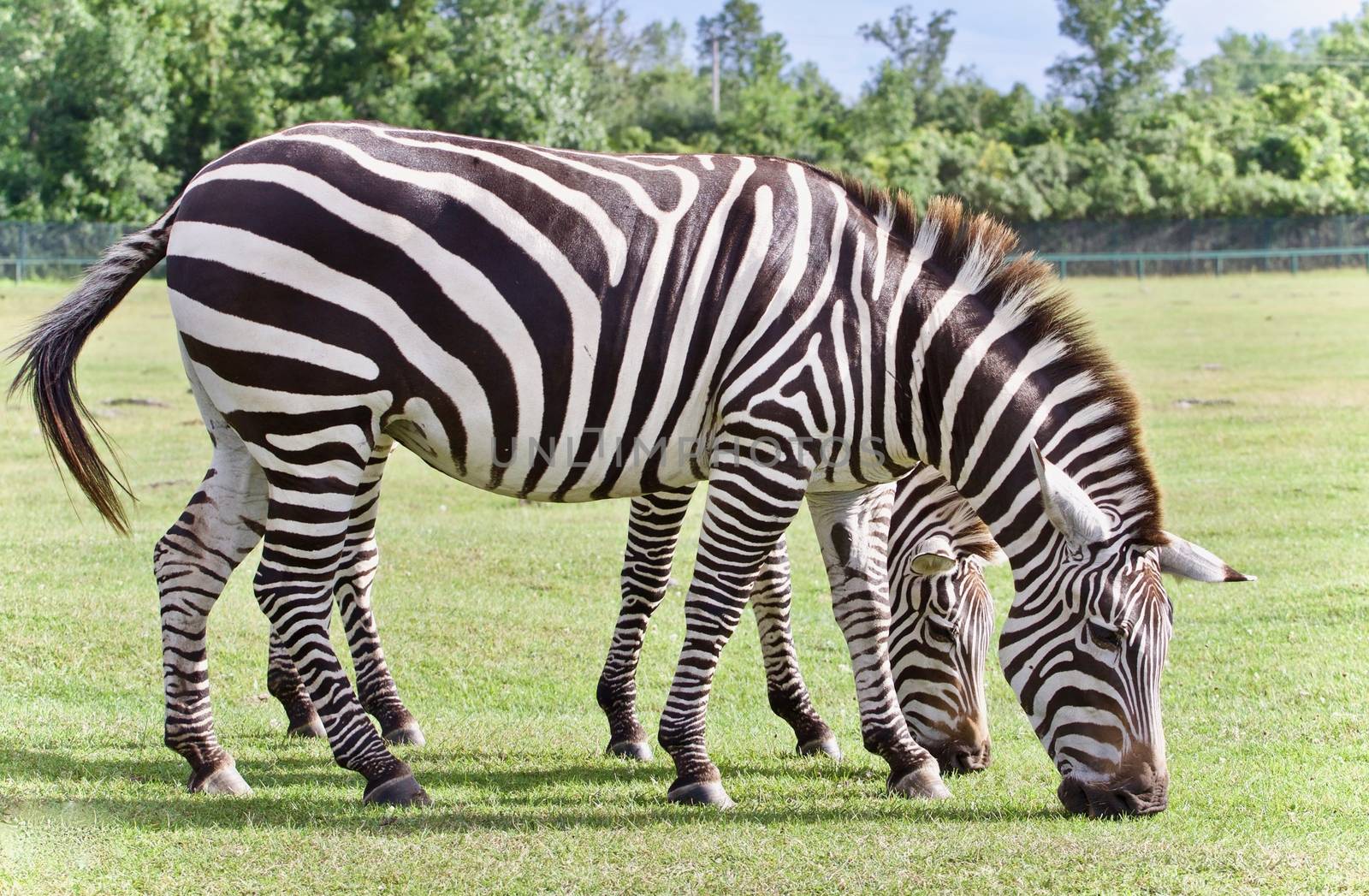 Background with a pair of zebras eating the grass