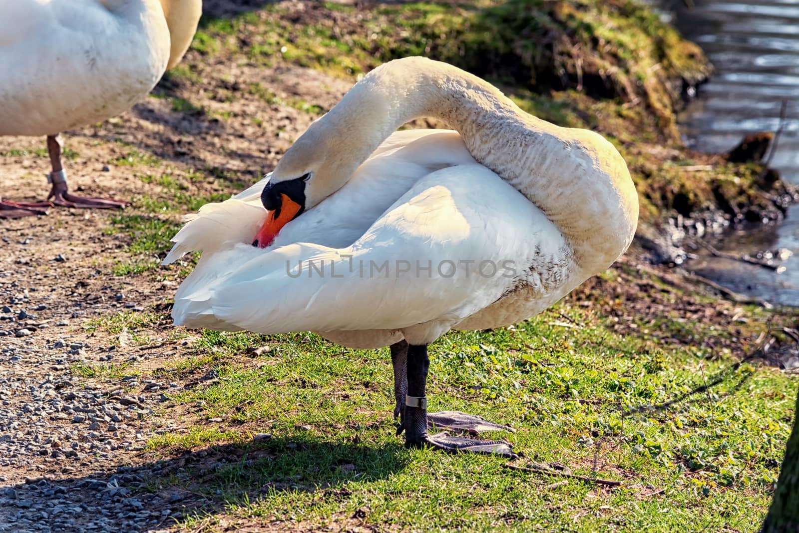 Swan in a meadow in the shore of a lake