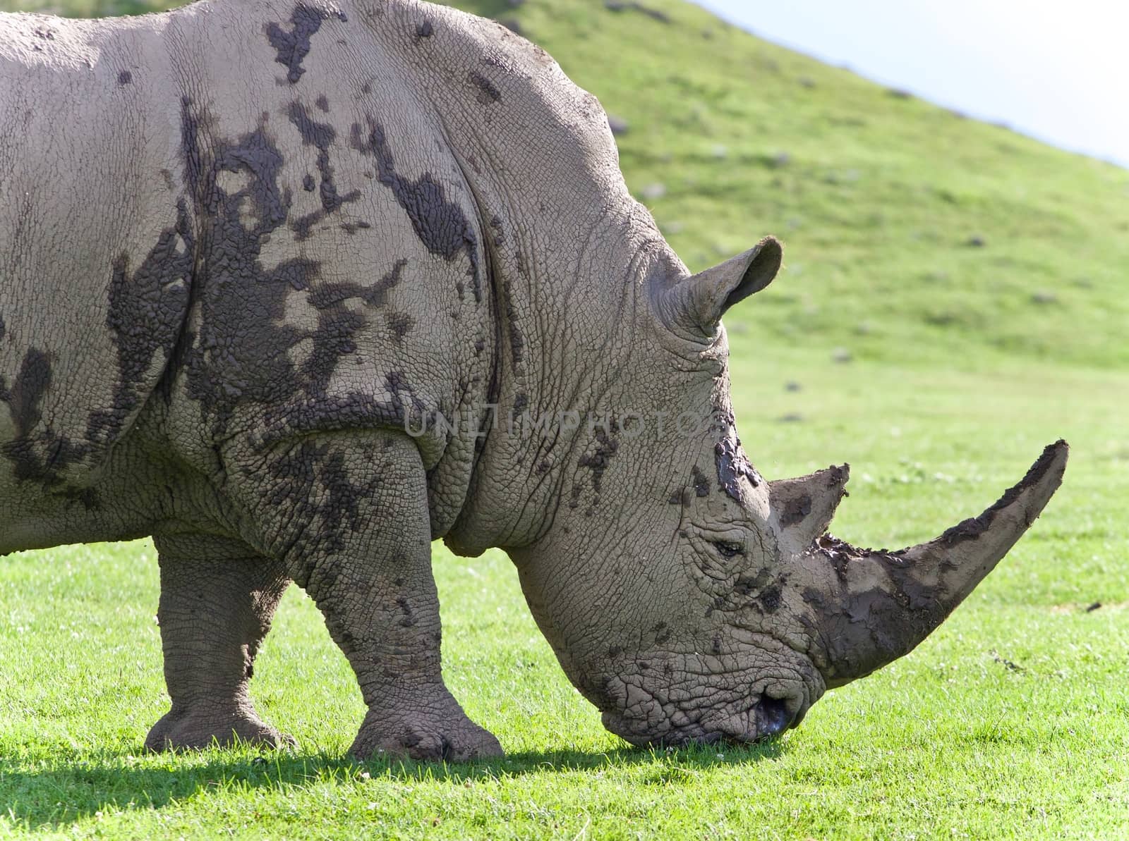 Isolated image of a rhinoceros eating the grass by teo