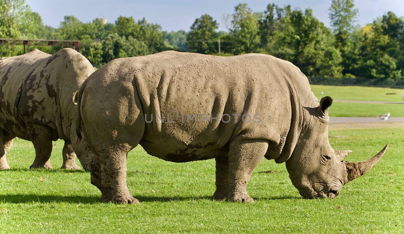 Image of two rhinoceroses eating the grass by teo
