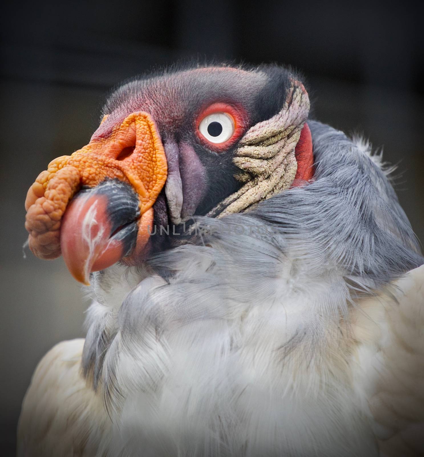 Photo of a funny vivid king vulture looking aside by teo