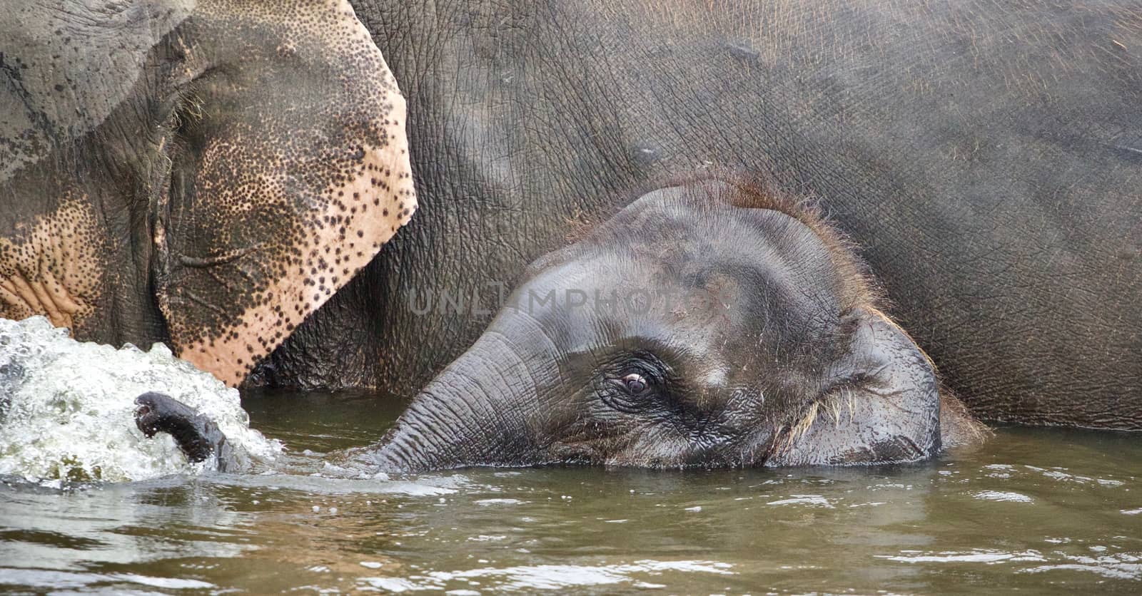 Image of a funny young elephant swimming in a lake by teo