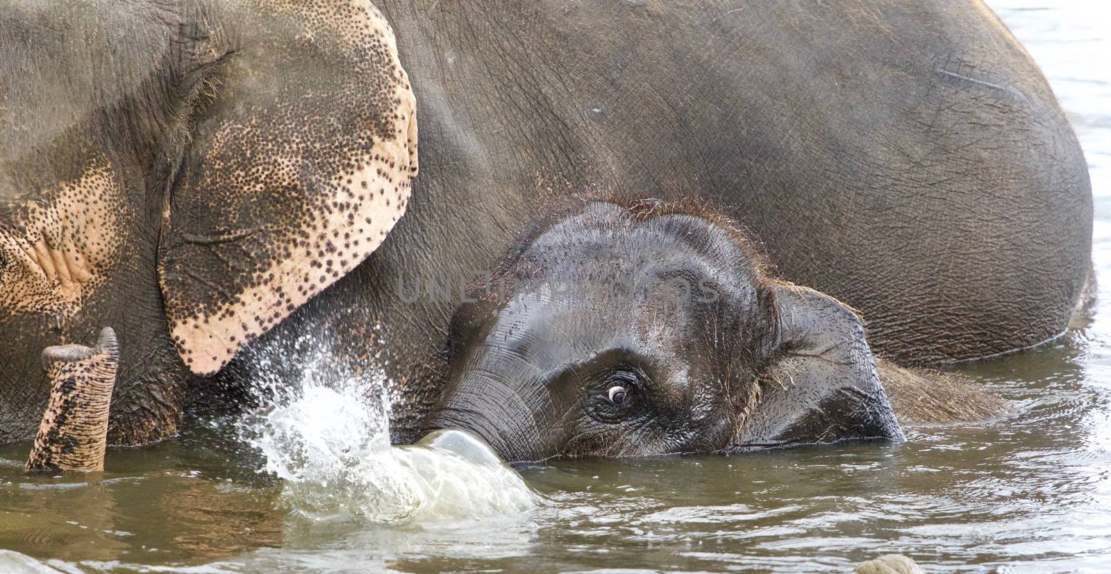 Isolated photo of a funny young elephant swimming