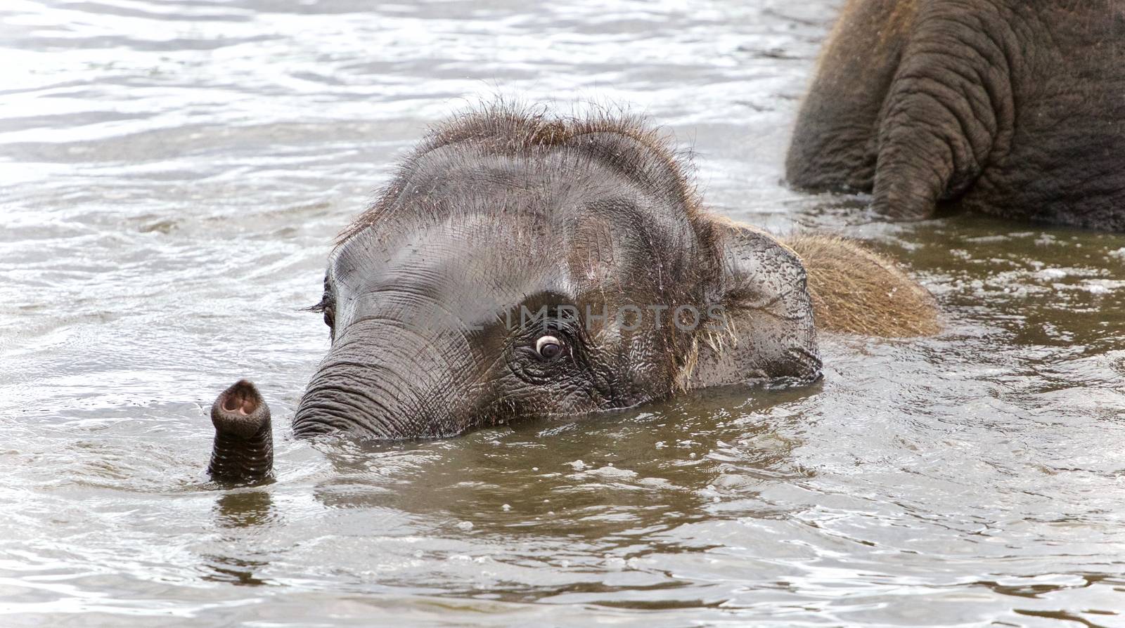 Photo of a funny young elephant swimming in a lake