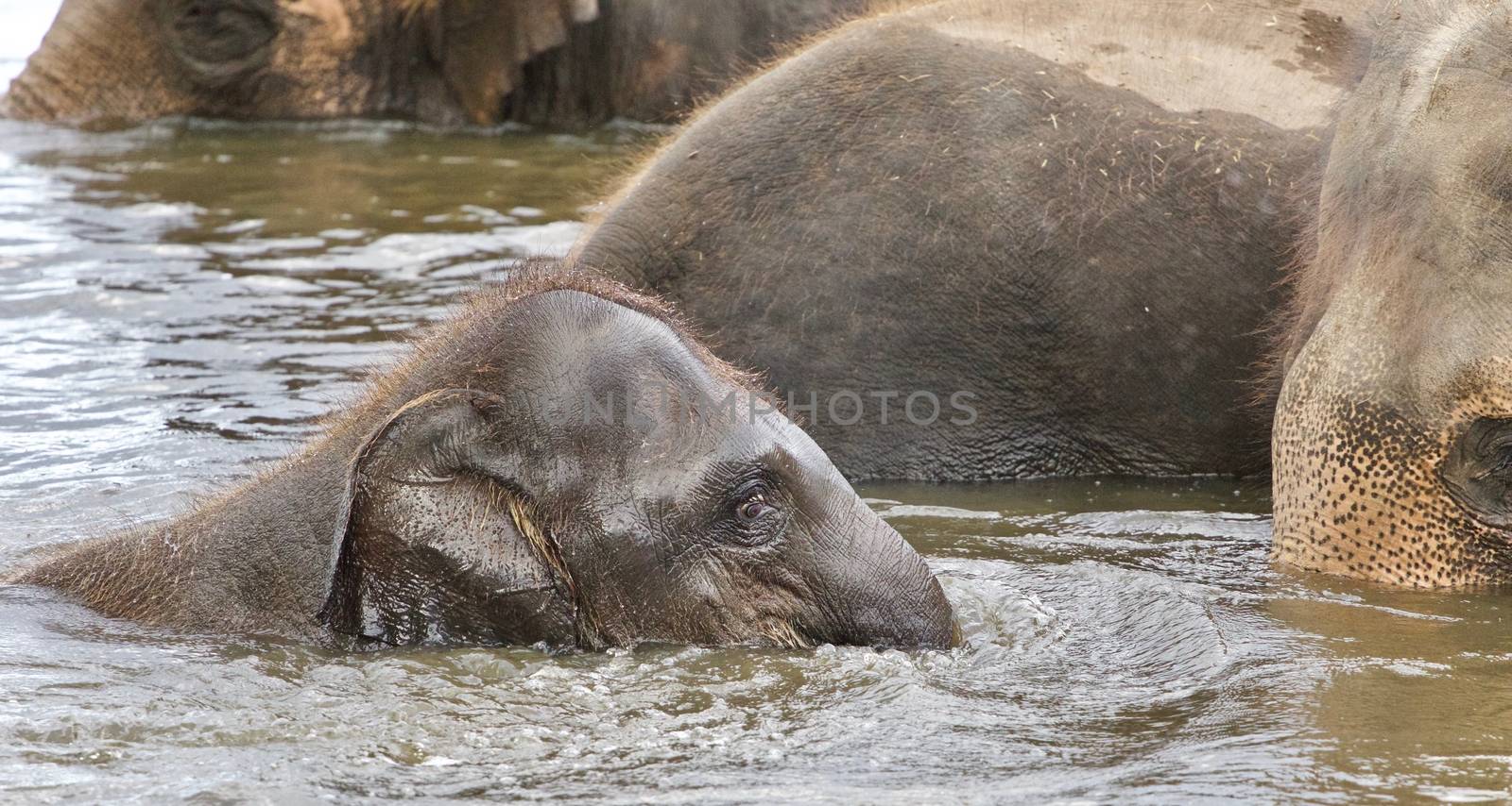 Photo of a funny young elephant swimming in a lake by teo