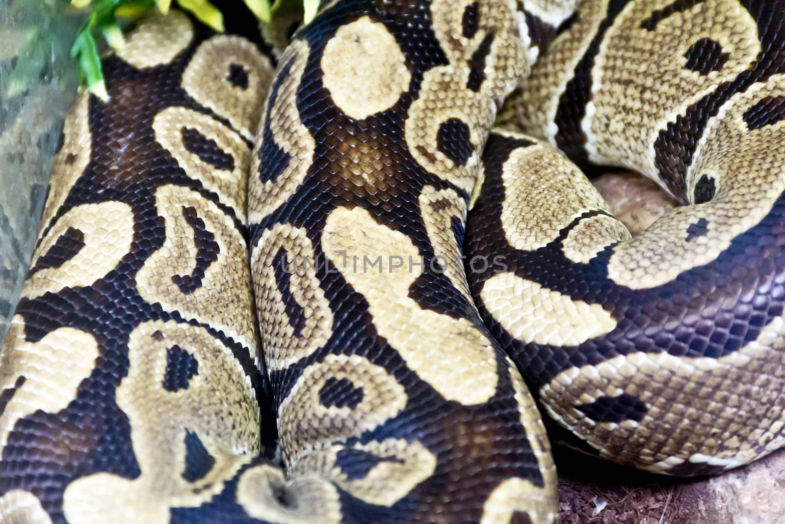 Photo of real boa snake python skin texture close up