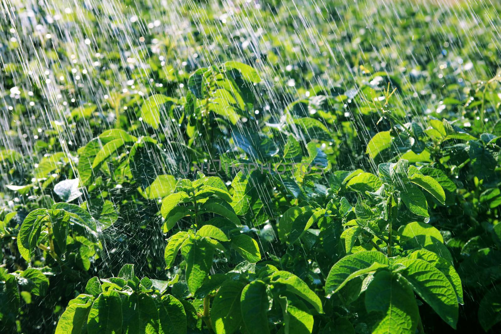 rain waters on the field by ssuaphoto