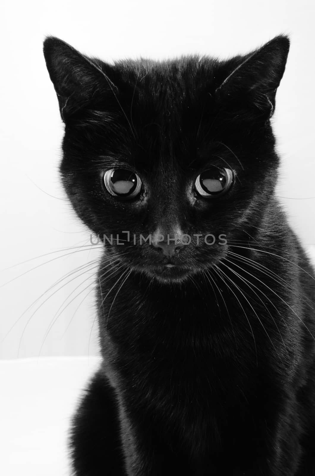 portrait of a black cat with huge big eyes