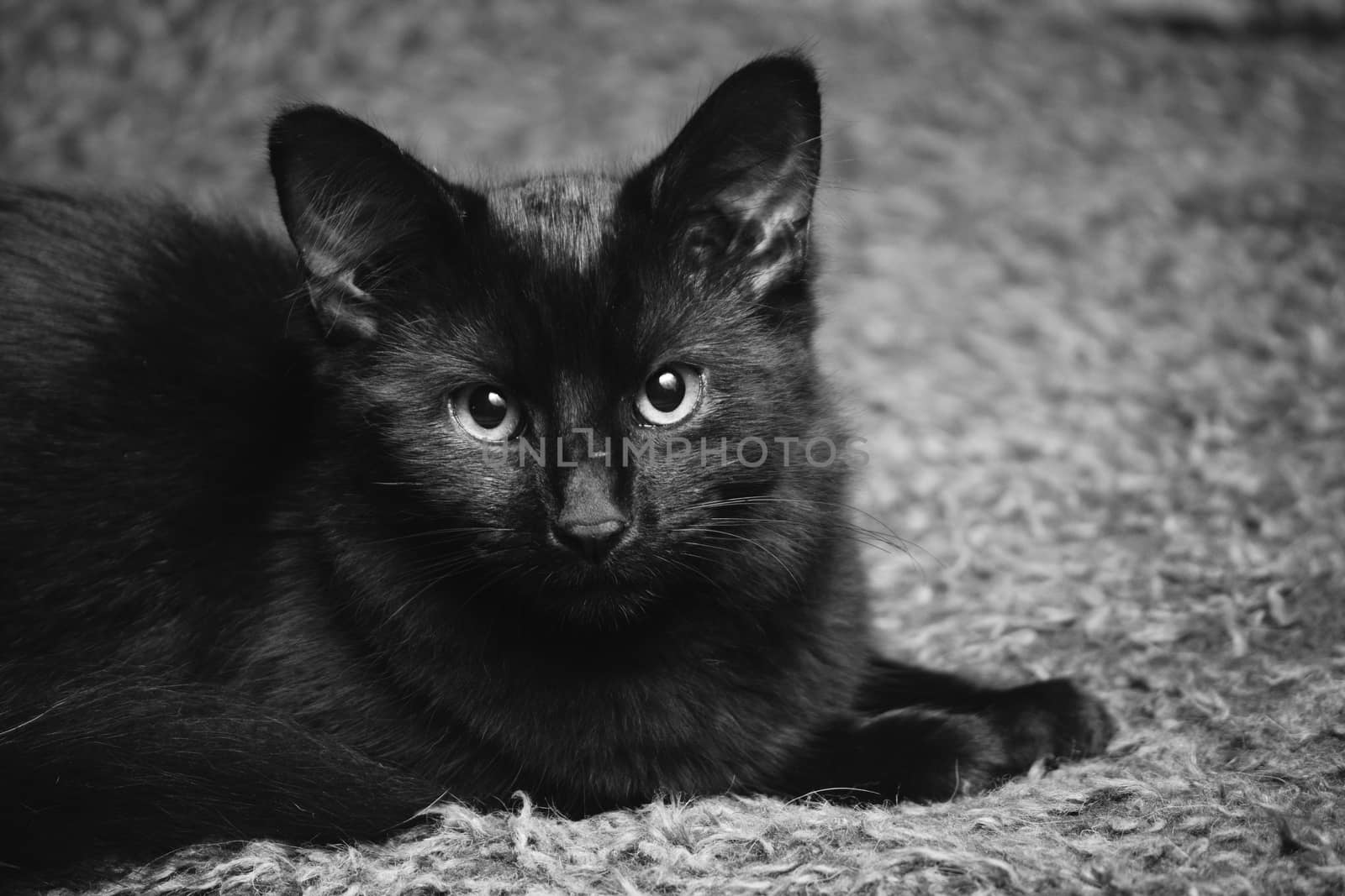 black cat kitten lying on a carpet