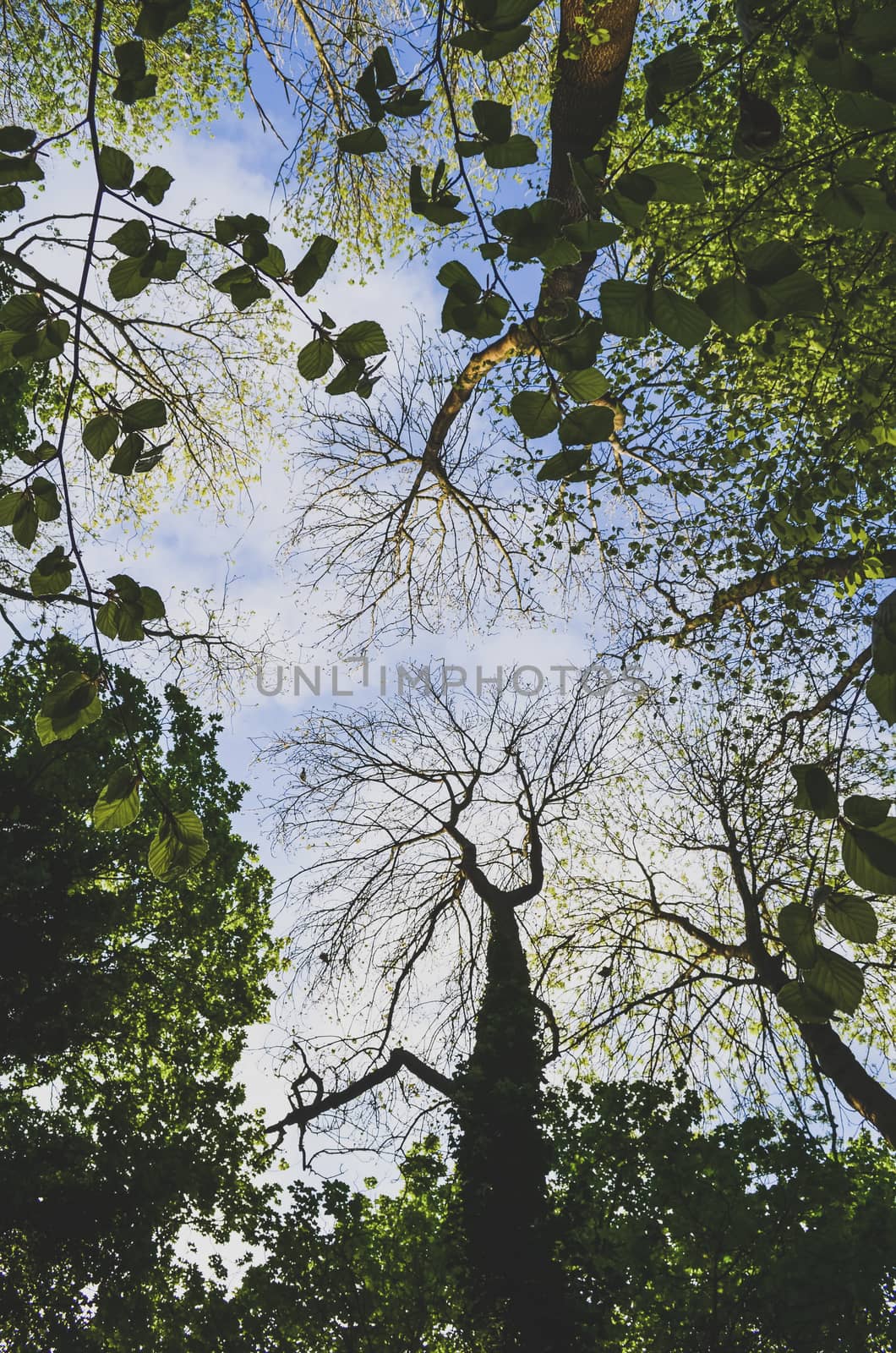 Looking up through mix of trees in a forest towards a blue sky