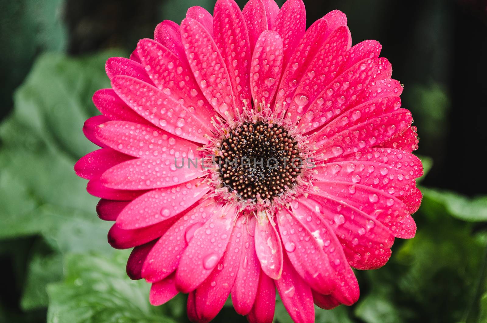 closeup of a wet gerber flower, gerbera