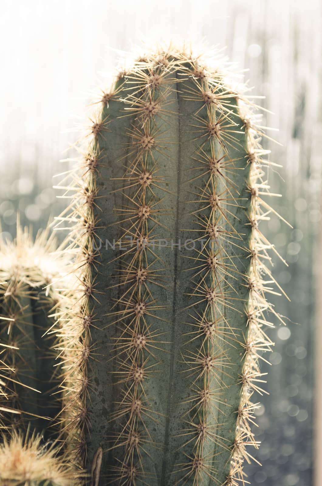 cacti cactus plant in front of a wet window catching a morning sun