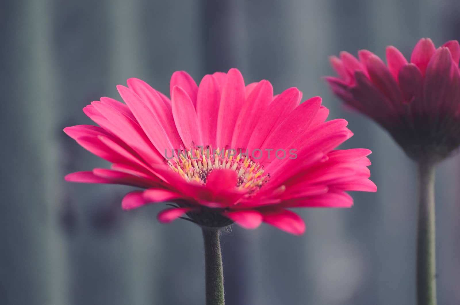 red gerbera flower from a side, gerber flowers