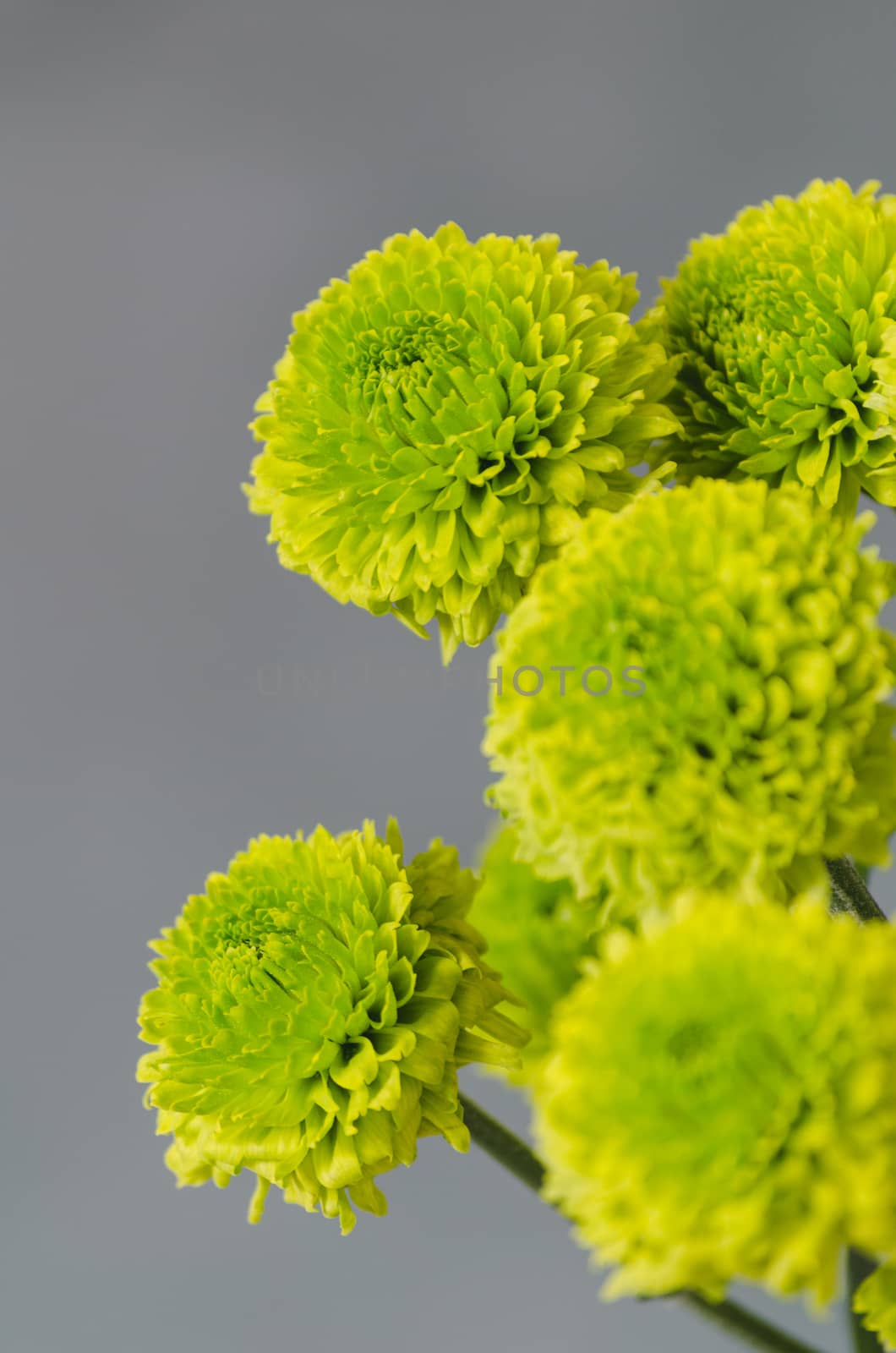 Green chrysanthemum flowers on grey background, vertical