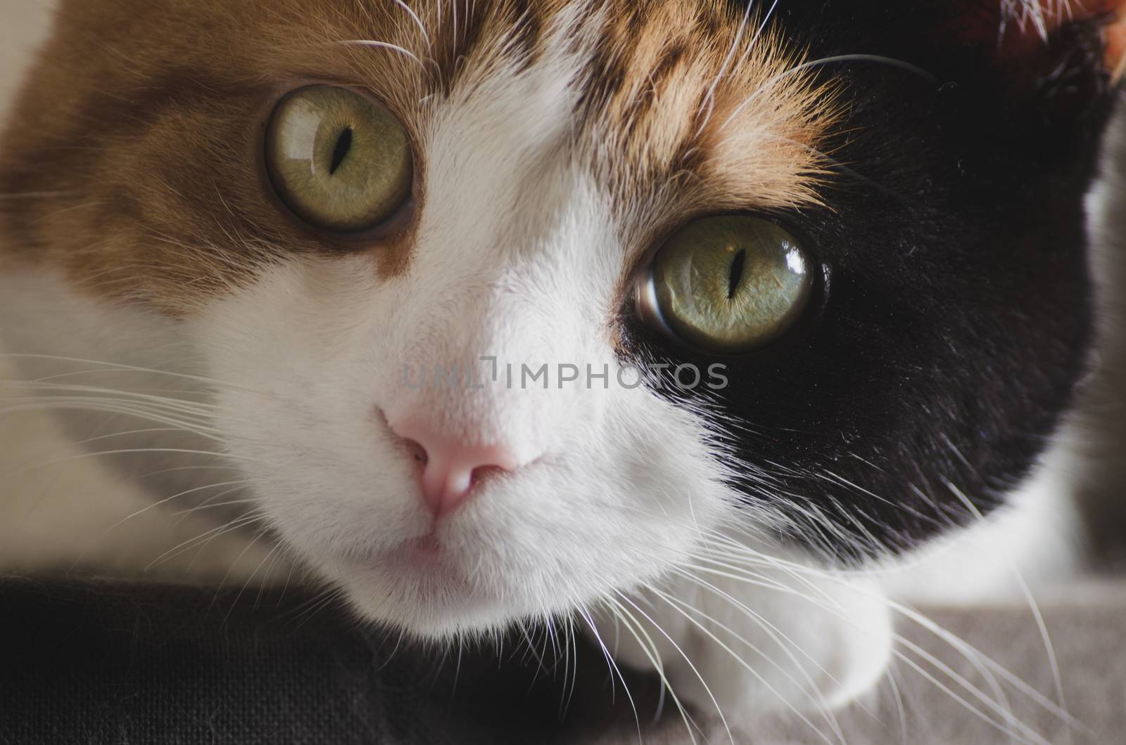 cute cat resting her head on her paw, closeup, large green eyes
