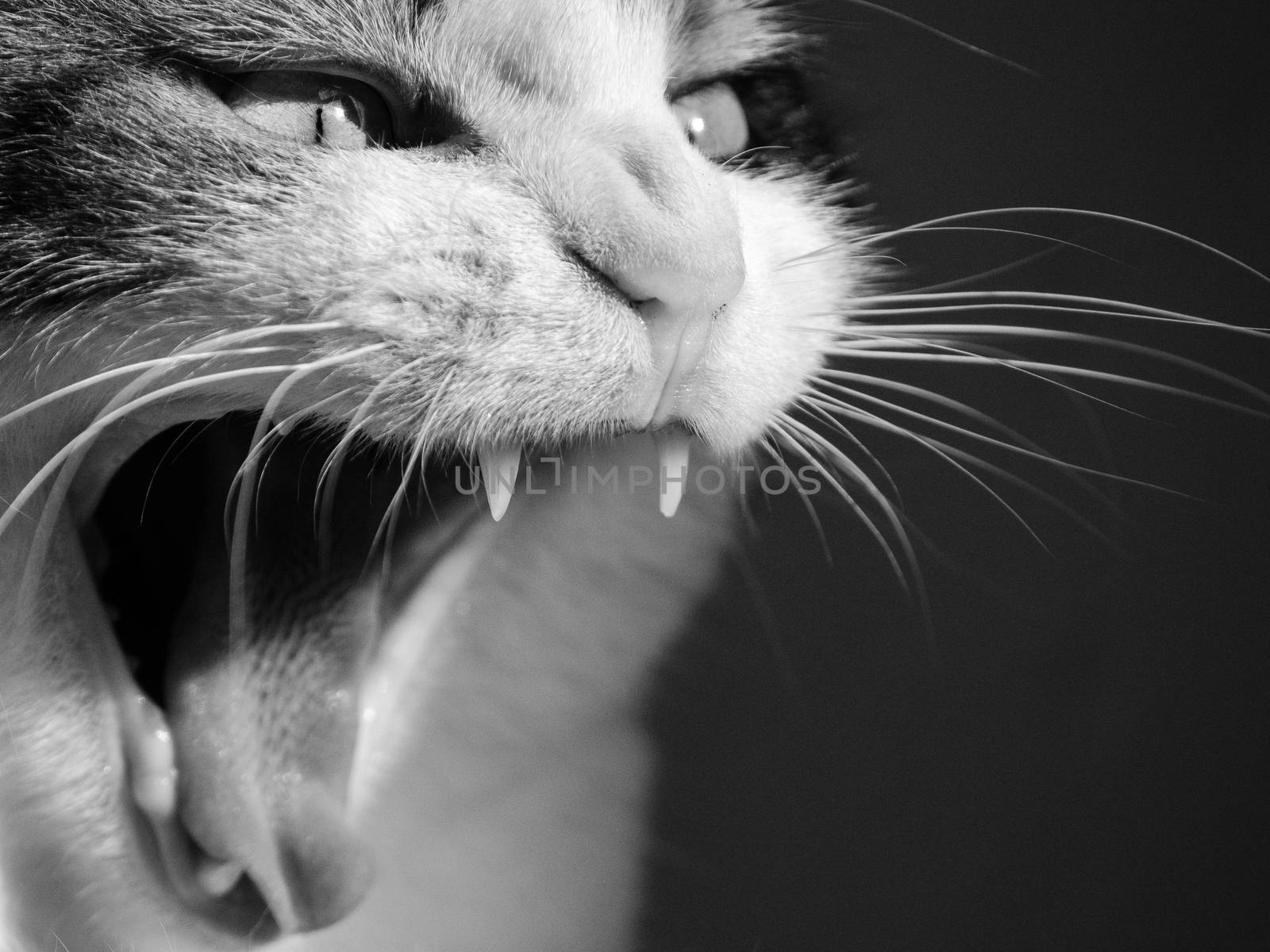 Cat yawning. Cat with its mouth open showing its teeth. Hissing.