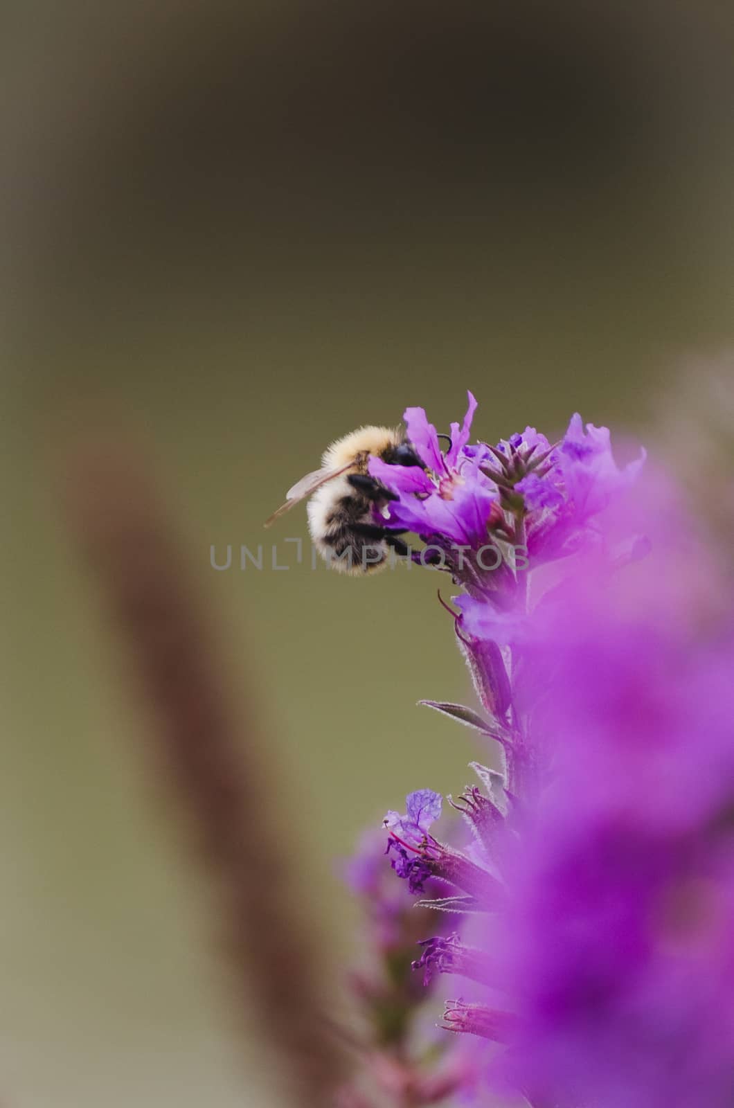 bumblebee pollinating purple flower by mirekpesek