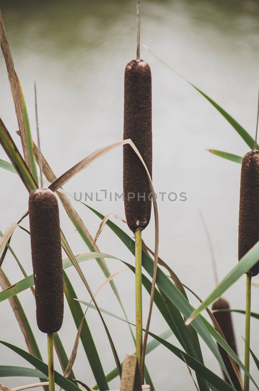Three cattail reed plants near the water