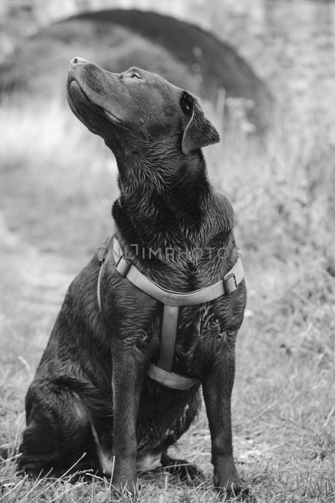 large dog with a harness sitting outside sniffing the air, black and white