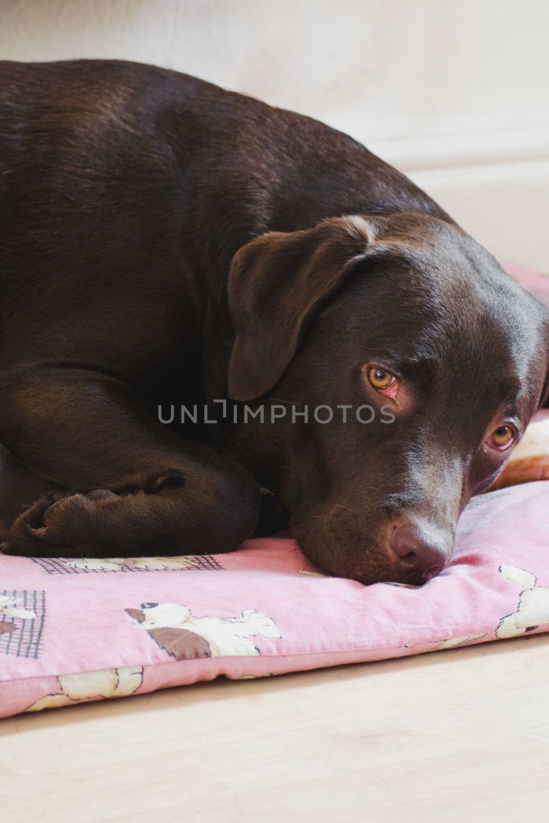 brown chocolate labrador laying on its bed, dog in a pink bed