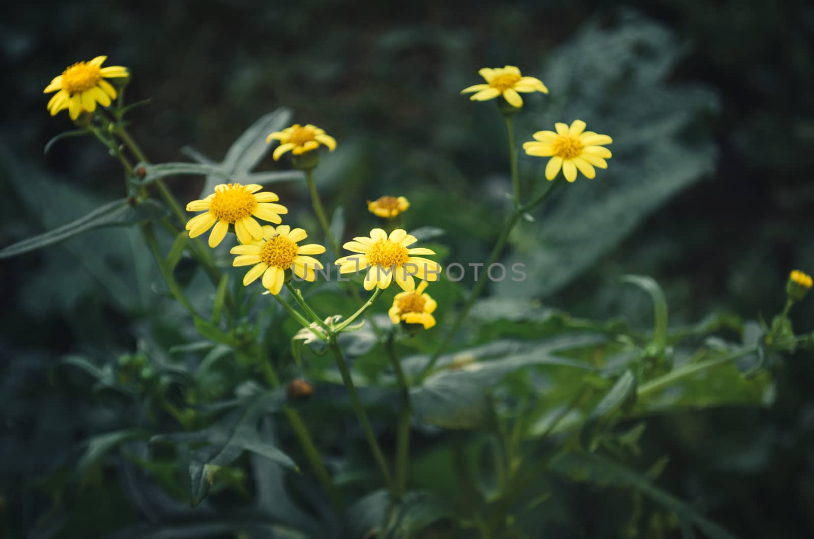 bunch of small yellow wild flowers with natural green background