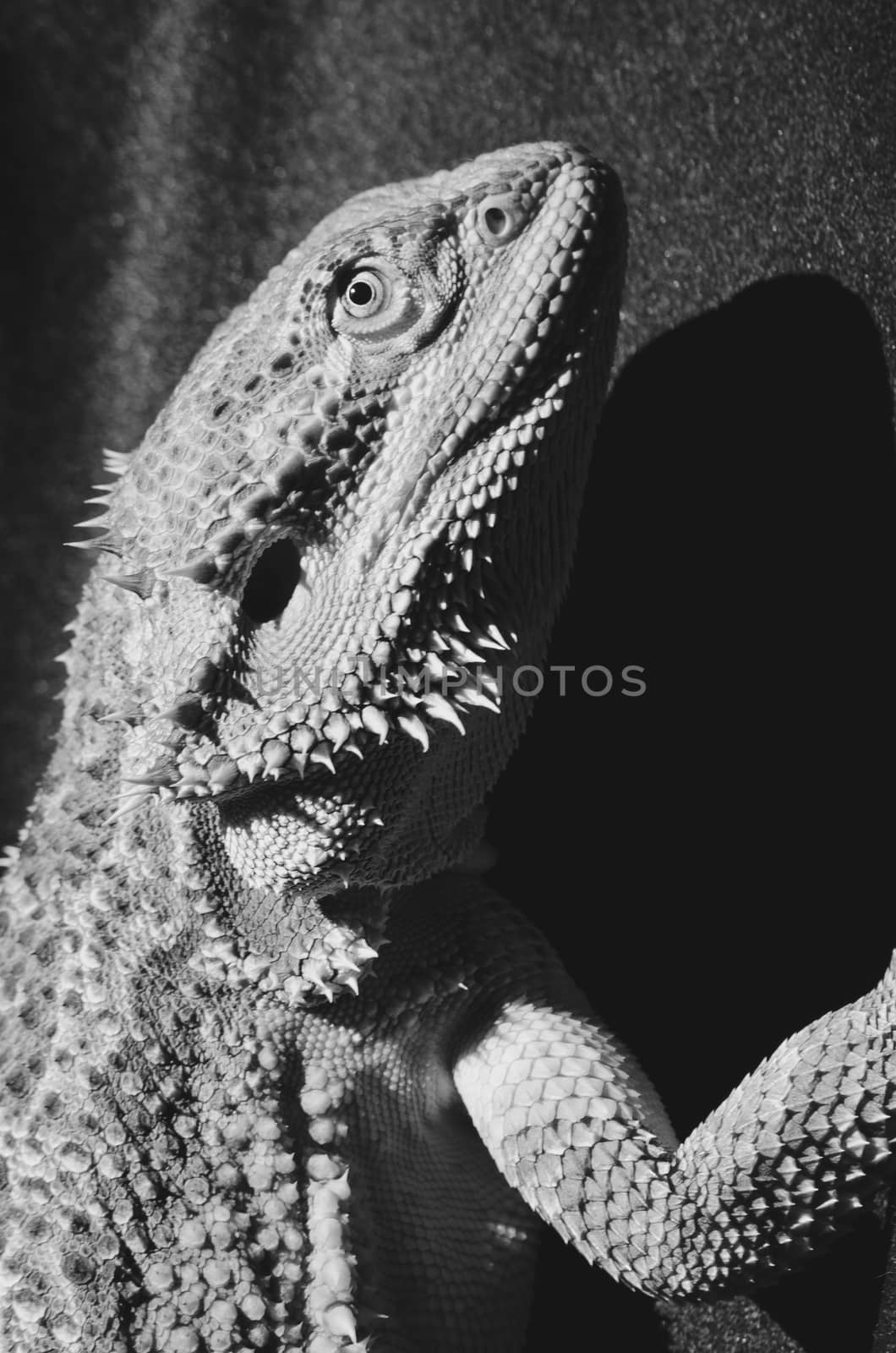 bearded dragon, reptile in the harsh sun, black and white