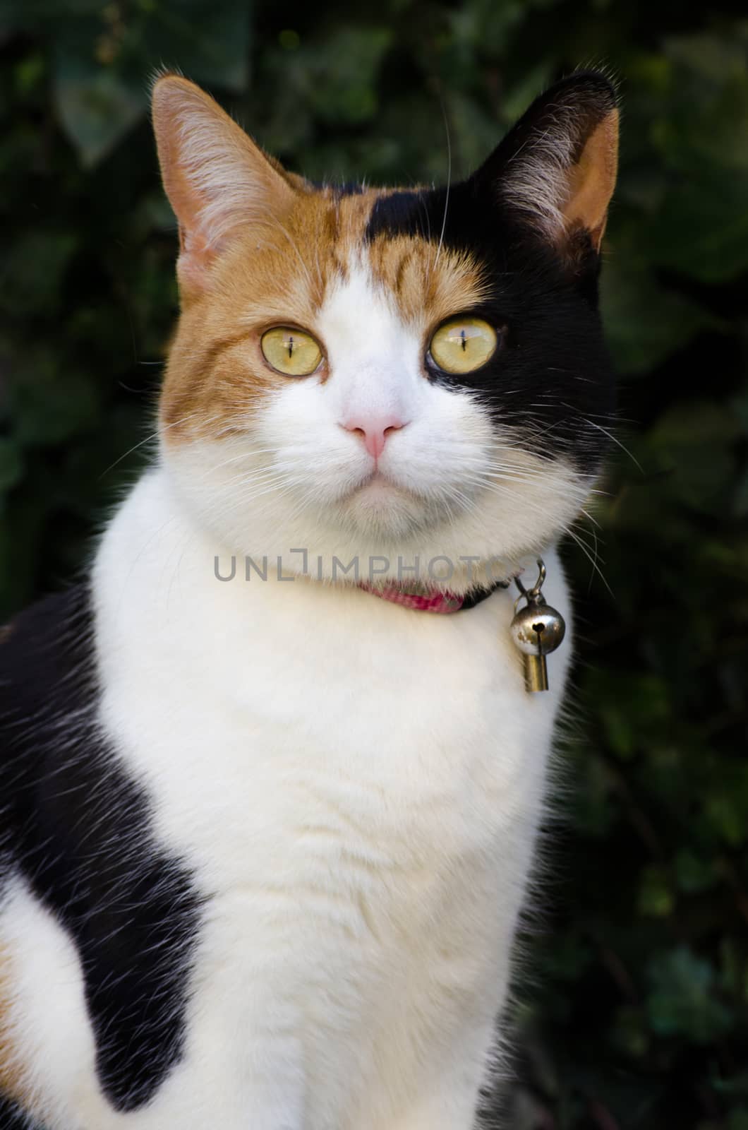 outdoor cat with a collar and a jingle bell