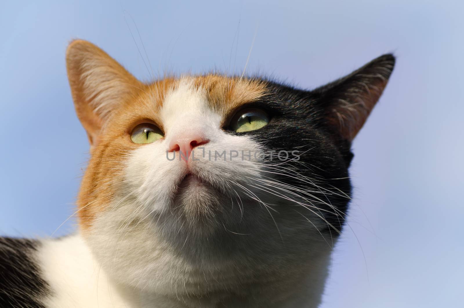 headshot of a calico cat with the blue sky in the background