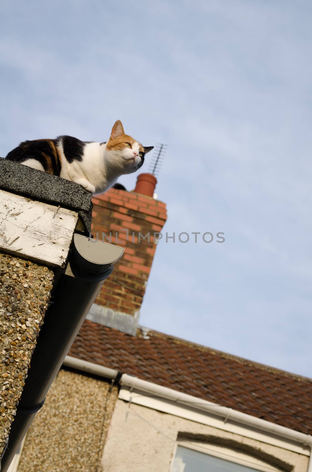 Beautiful cat on the roof with the chimney behind her, England, UK