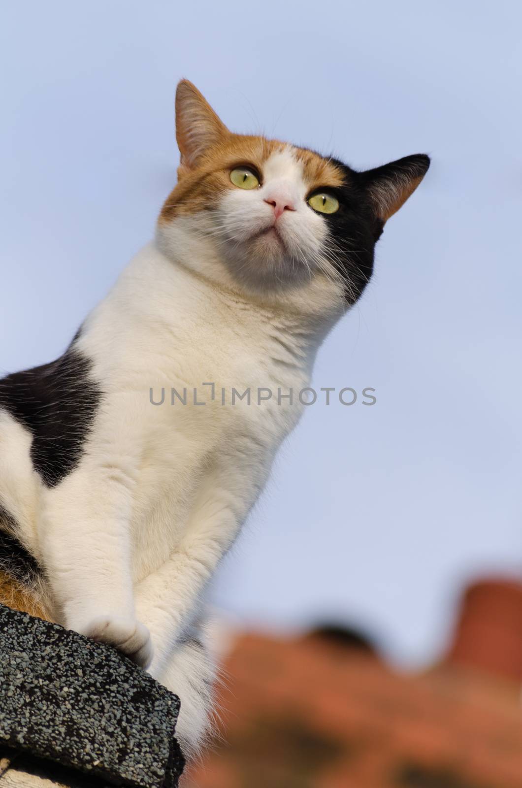 Ginger black and white cat on the roof, tricolor
