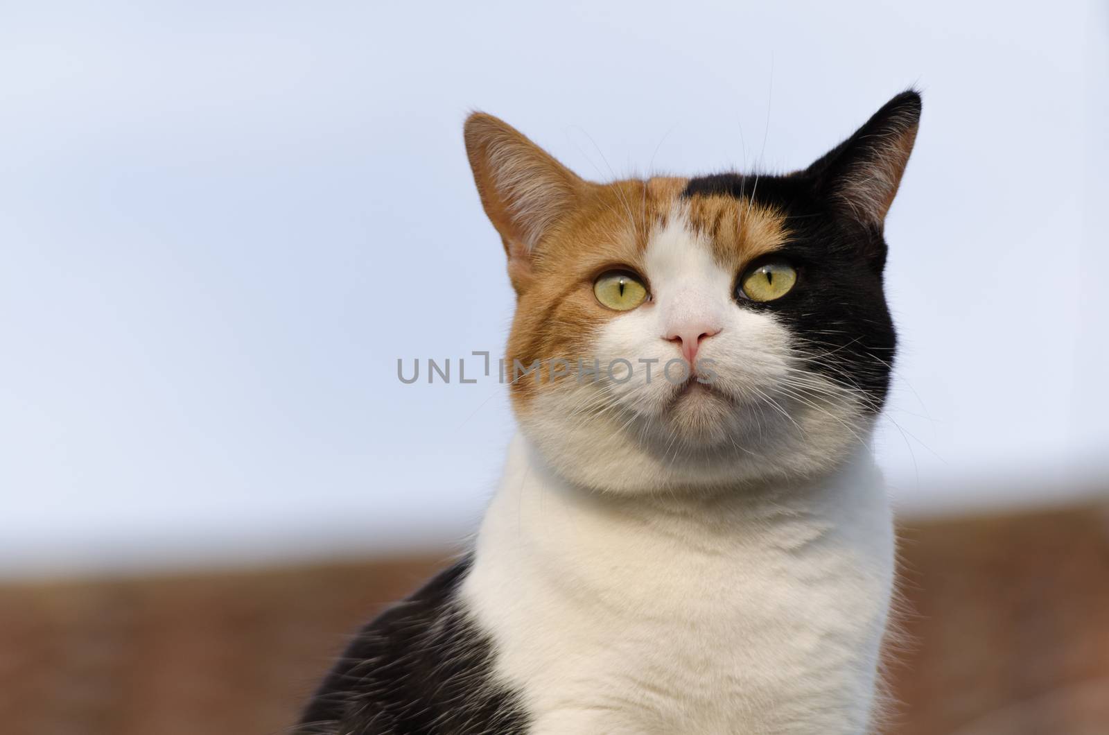 Cat face, ginger white cat with the red roof in the background